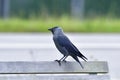 Western jackdaw looking for food Royalty Free Stock Photo