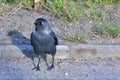 Western jackdaw looking for food Royalty Free Stock Photo