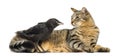 Western Jackdaw and lying cat looking at each other, isolated Royalty Free Stock Photo