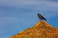 Western jackdaw perched atop a straw hut