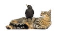 Western Jackdaw perched on a cat, looking in the same direction Royalty Free Stock Photo