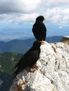 Western jackdaw posing in nature Royalty Free Stock Photo