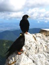 Western jackdaw posing in nature Royalty Free Stock Photo