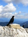 Western jackdaw posing in nature Royalty Free Stock Photo