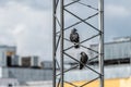 Western jackdaw sitting in a metal mast, waiting for feeding oportunities..