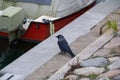 A western jackdaw sitting on the stone in a marina