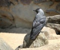 Western Jackdaw on a stone