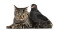 Western Jackdaw tweeting next to a cat, isolated