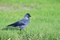 Western jackdaw Royalty Free Stock Photo