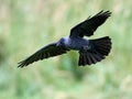 Western jackdaw (Corvus monedula)