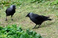 Western jackdaws at Duddingston Loch, Scotland Royalty Free Stock Photo