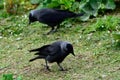 Western jackdaws at Duddingston Loch, Scotland Royalty Free Stock Photo