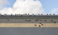 Western Jackdaws on Roof Royalty Free Stock Photo