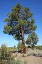 Western Juniper (Juniperus occidentalis)