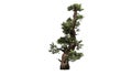 Western Juniper tree