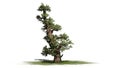 Western Juniper tree Royalty Free Stock Photo