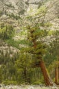 Western Juniper Trees