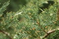 Western juniper twigs