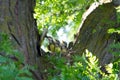 Western Kingbird Royalty Free Stock Photo