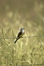 Western Kingbird Royalty Free Stock Photo