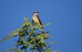 Western Kingbird in Palo Verde tree, Tucson Arizona Royalty Free Stock Photo