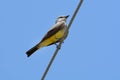 Western kingbird on power line Royalty Free Stock Photo