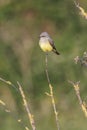 Western kingbird Royalty Free Stock Photo
