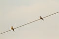 Western Kingbird and Eastern Kingbird sitting on a wire together Royalty Free Stock Photo