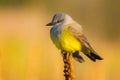 Western Kingbird In Morning Sunlight