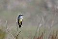 Western kingbird is perched atop a thin, wispy tree branch. Tyrannus verticalis.