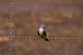 Western Kingbird  49270 Royalty Free Stock Photo