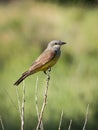 Western Kingbird Perched on Twigs