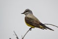 Western Kingbird Royalty Free Stock Photo