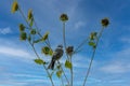 Western Kingbird on Sunflowers Royalty Free Stock Photo