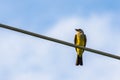 Western Kingbird on a telephone pole wire Royalty Free Stock Photo