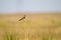 Western Kingbird, Tyrannus verticalis