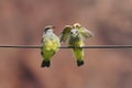 Western Kingbird Tyrannus verticalis Babies Royalty Free Stock Photo