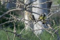 Trio of Small Yellow Breasted Western Kingbirds on Branch