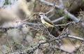 Western Kingbird bird, Lake Watson, Prescott Arizona Royalty Free Stock Photo