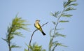 Western Kingbird, Tucson Arizona desert