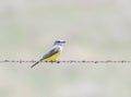 Western Kingbird Tyrannus verticalis Perched on Barbed Wire Royalty Free Stock Photo