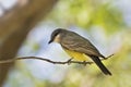 Western Kingbird, Tyrannus verticalis, perched on branch Royalty Free Stock Photo