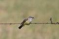 Western Kingbird tyrannus verticalis Royalty Free Stock Photo