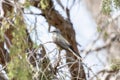 A Western Kingbird Tyrannus verticalis Perched in a Tree on the Plains Royalty Free Stock Photo