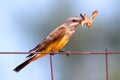 Western Kingbird (Tyrannus verticalis) Royalty Free Stock Photo