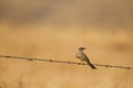 Western Kingbird (Tyrannus verticalis) sitting on a wire with a blank background Royalty Free Stock Photo