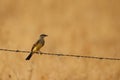 Western Kingbird (Tyrannus verticalis) sitting on a wire with a blank background Royalty Free Stock Photo