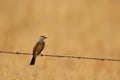 Western Kingbird (Tyrannus verticalis) sitting on a wire with a blank background Royalty Free Stock Photo