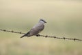 Western Kingbird tyrannus verticalis Royalty Free Stock Photo