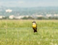 Western Kingbird on Wire Fence Royalty Free Stock Photo